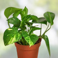 Pothos Live Plant Cuttings – 4 Rooted Epipremnum aureum for Indoor & Outdoor Gardening - New Harvest Quality