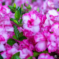 Encore Autumn Kiss Azalea Starter Plant – Well Rooted Deciduous Rhododendron for Garden Landscaping - 'Autumn Kiss' Rhododendron