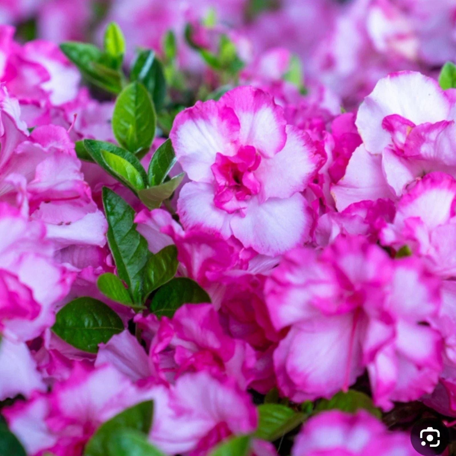 Encore Autumn Kiss Azalea Starter Plant – Well Rooted Deciduous Rhododendron for Garden Landscaping - 'Autumn Kiss' Rhododendron