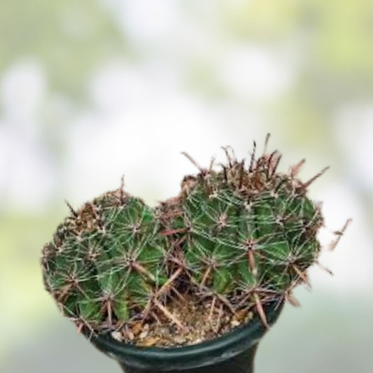 Live Ferocactus herrerae Double Headed Twisted Barrel Cactus Plant – Succulent for Home Decor, Gardening, Live Plant, Bare Root