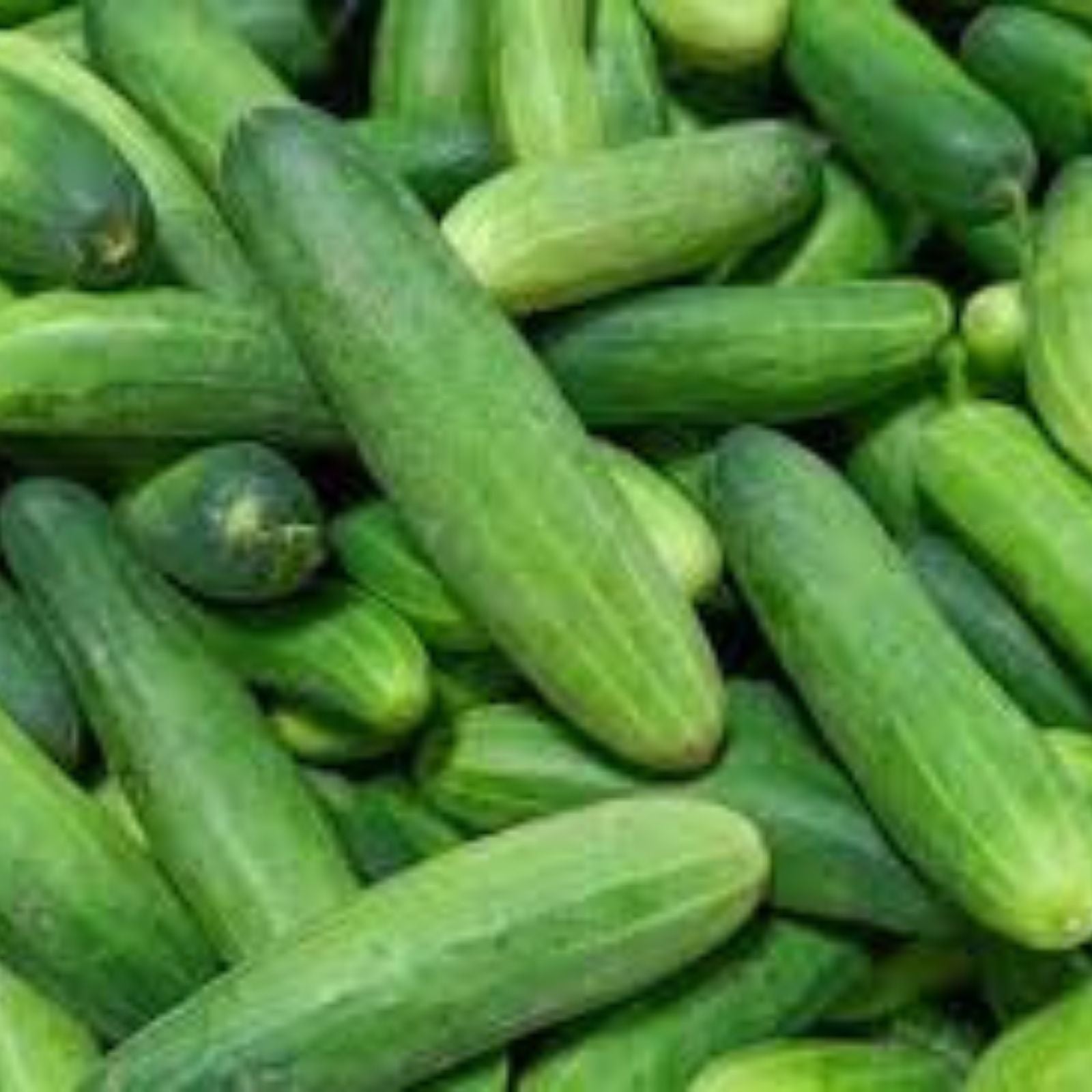 Leek Seeds for Planting – 50+ Garden Seeds, Allium ampeloprasum, for Salads and Garnish, Fresh Vegetable Seeds
