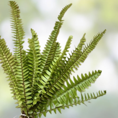 20 Rooted Ferns Indoor Plants – Live Houseplants for Home Decor, Lush Green Varieties, Indoor Gardening, Starter Plants
