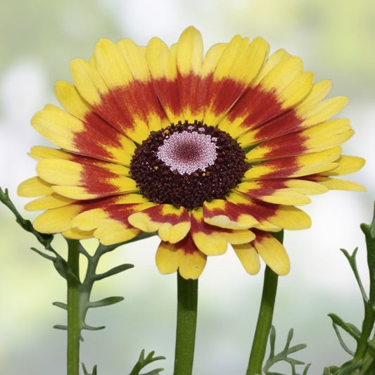 Painted Daisy Flower Seeds 100 Pack | Chrysanthemum carinatum Pollinator Garden Seeds | Easy to Grow, Bright Blooms