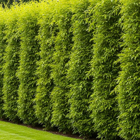 Natural Privacy Fence 60 ft Hybrid Willow Trees Salix × sepulcralis Live Screening Plants Fast Growing Tree