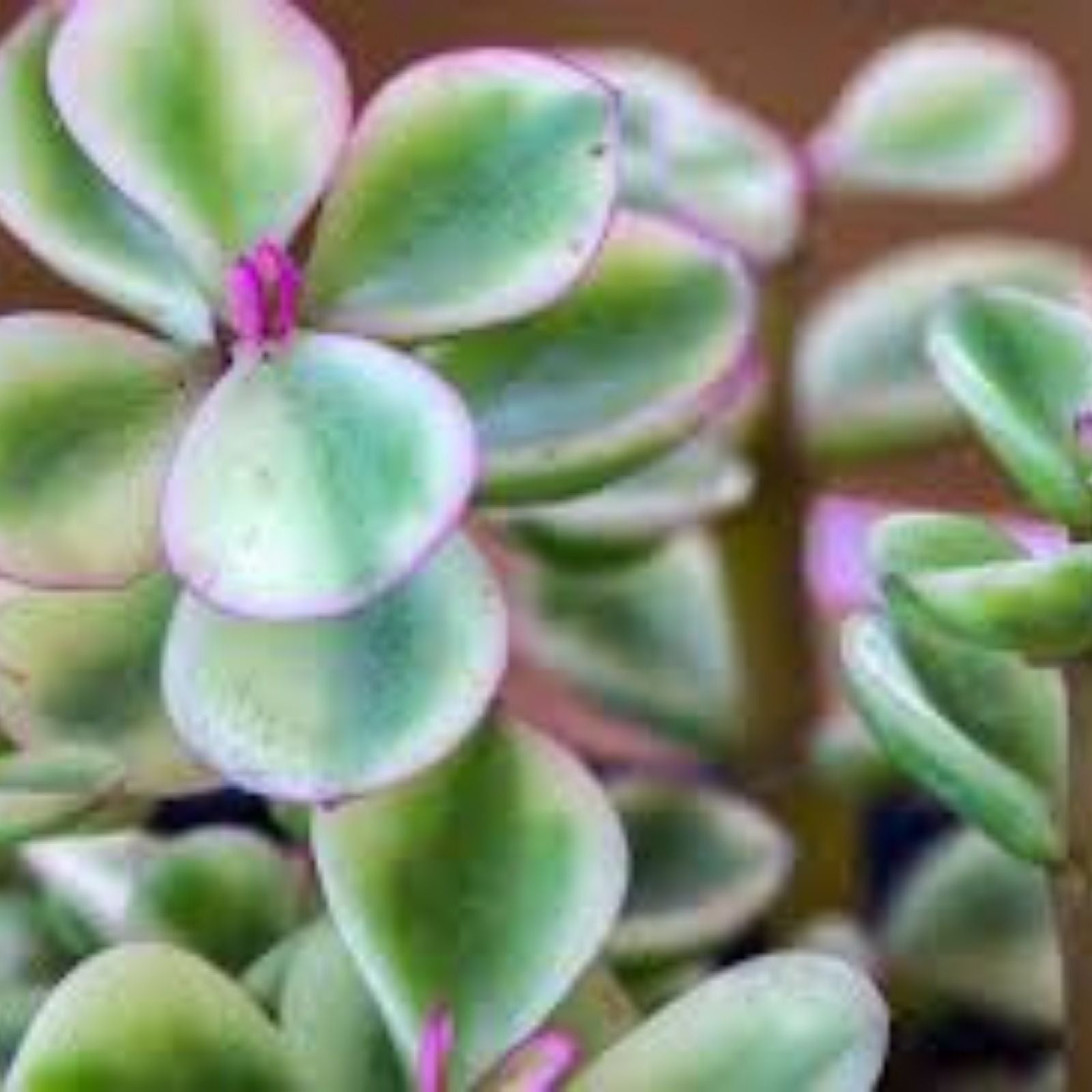 Variegated Mini Jade Cuttings - Rare Elephant Bush Succulent - 6 Pieces - Portulacaria afra Plant - New Harvest Quality