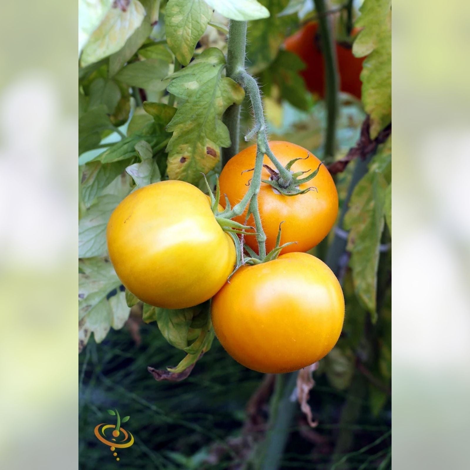 Heirloom Tomato Seeds Jubilee Variety Non-GMO Vegetable Garden Starter Plant Cutting