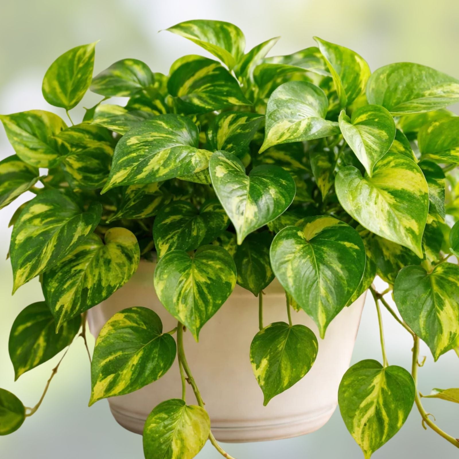 Golden Pothos Vine Cutting 10’ Variegated Live Houseplant, Epipremnum aureum, Indoor Trailing Green Plant, Air Purifier, Houseplant