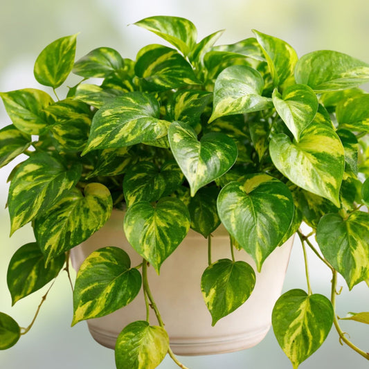 Golden Pothos Vine Cutting 10’ Variegated Live Houseplant, Epipremnum aureum, Indoor Trailing Green Plant, Air Purifier, Houseplant