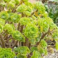Aeonium Cutting - Rooted Succulent Plant - Firefox Variety - Aeonium arboreum - Live Succulent for Garden or Indoor Growth
