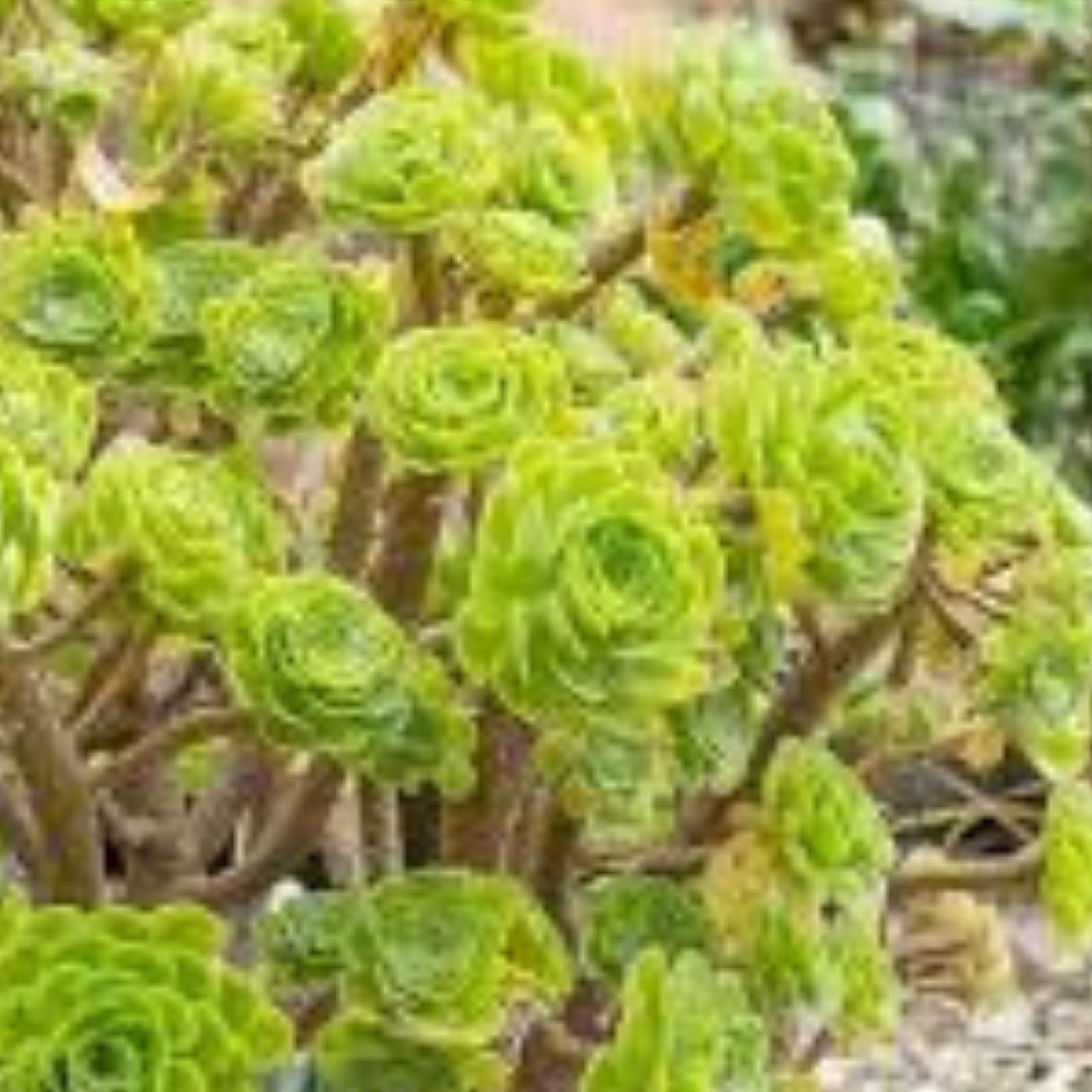 Aeonium Cutting - Rooted Succulent Plant - Firefox Variety - Aeonium arboreum - Live Succulent for Garden or Indoor Growth