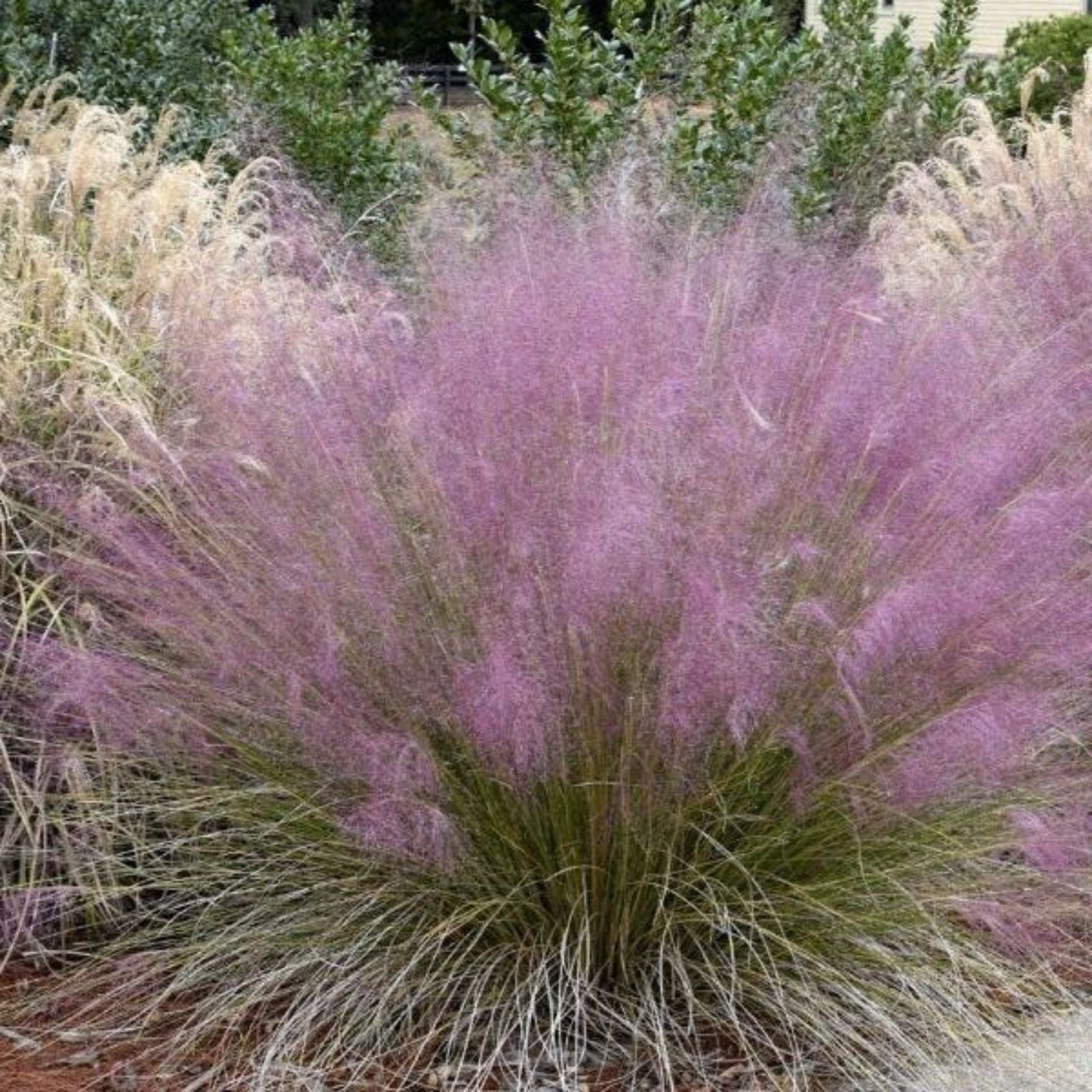 Pink Muhly Grass Seeds 30 Count – Muhlenbergia capillaris Ornamental Drought-Tolerant Grass for Landscape Design