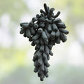 Lady Finger Vine Cuttings Black Seedless Moon Drop Grape Vitis vinifera Table Grape Plant