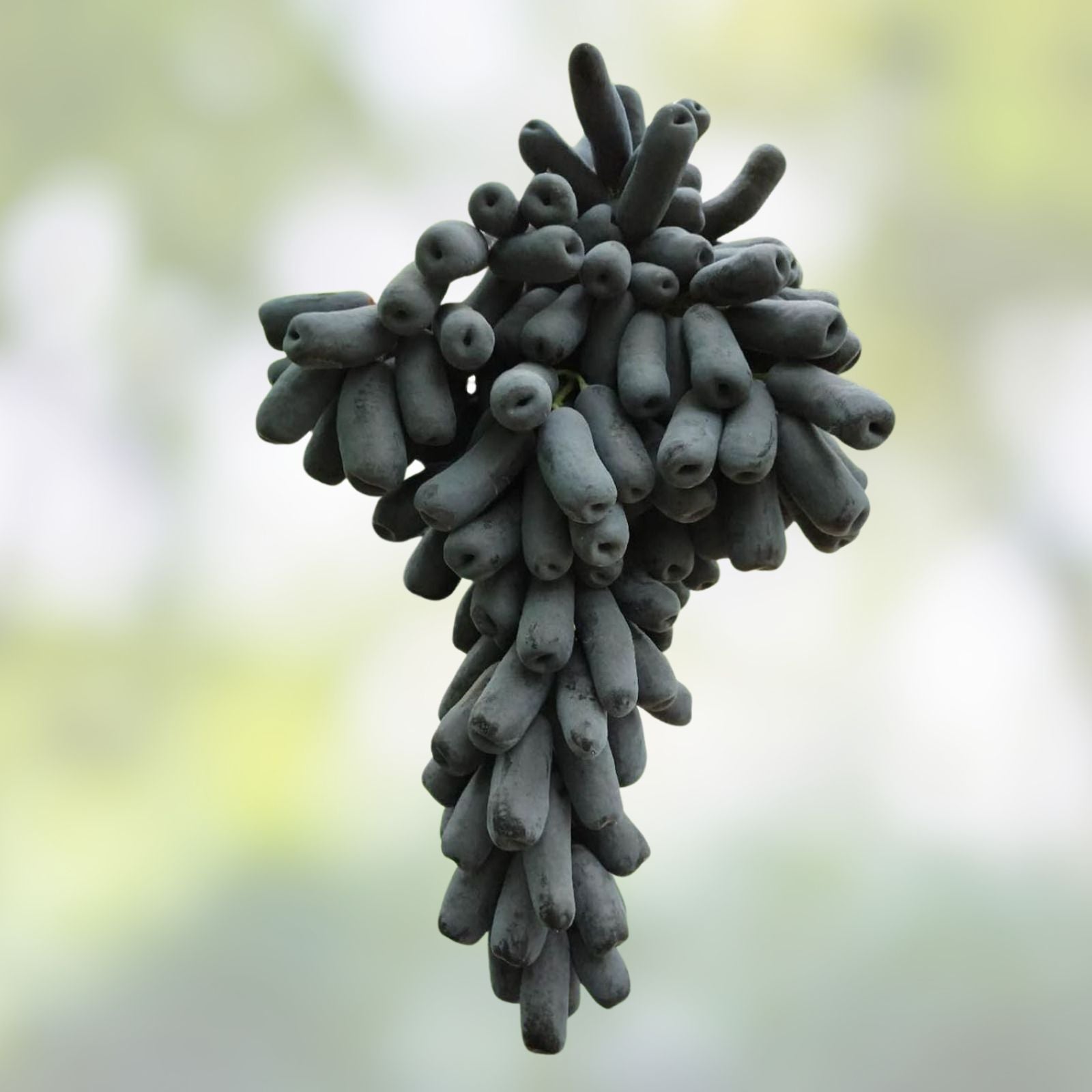 Lady Finger Vine Cuttings Black Seedless Moon Drop Grape Vitis vinifera Table Grape Plant