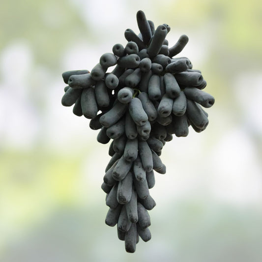 Lady Finger Vine Cuttings Black Seedless Moon Drop Grape Vitis vinifera Table Grape Plant