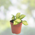 Hoya heuschkeliana variegated plant cutting, tropical indoor houseplant, unique foliage, live plant, starter plant, houseplant