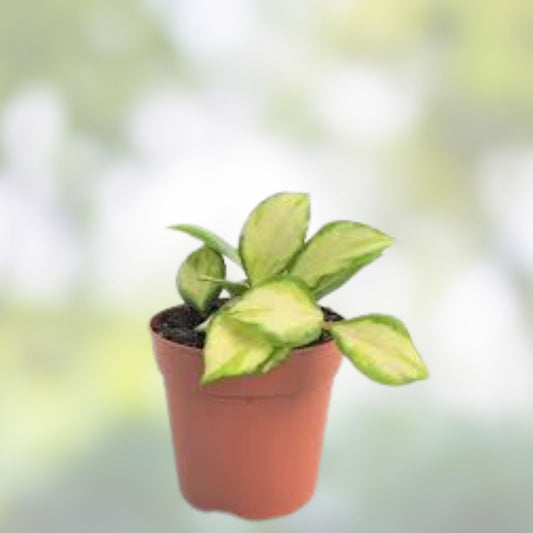 Hoya heuschkeliana variegated plant cutting, tropical indoor houseplant, unique foliage, live plant, starter plant, houseplant