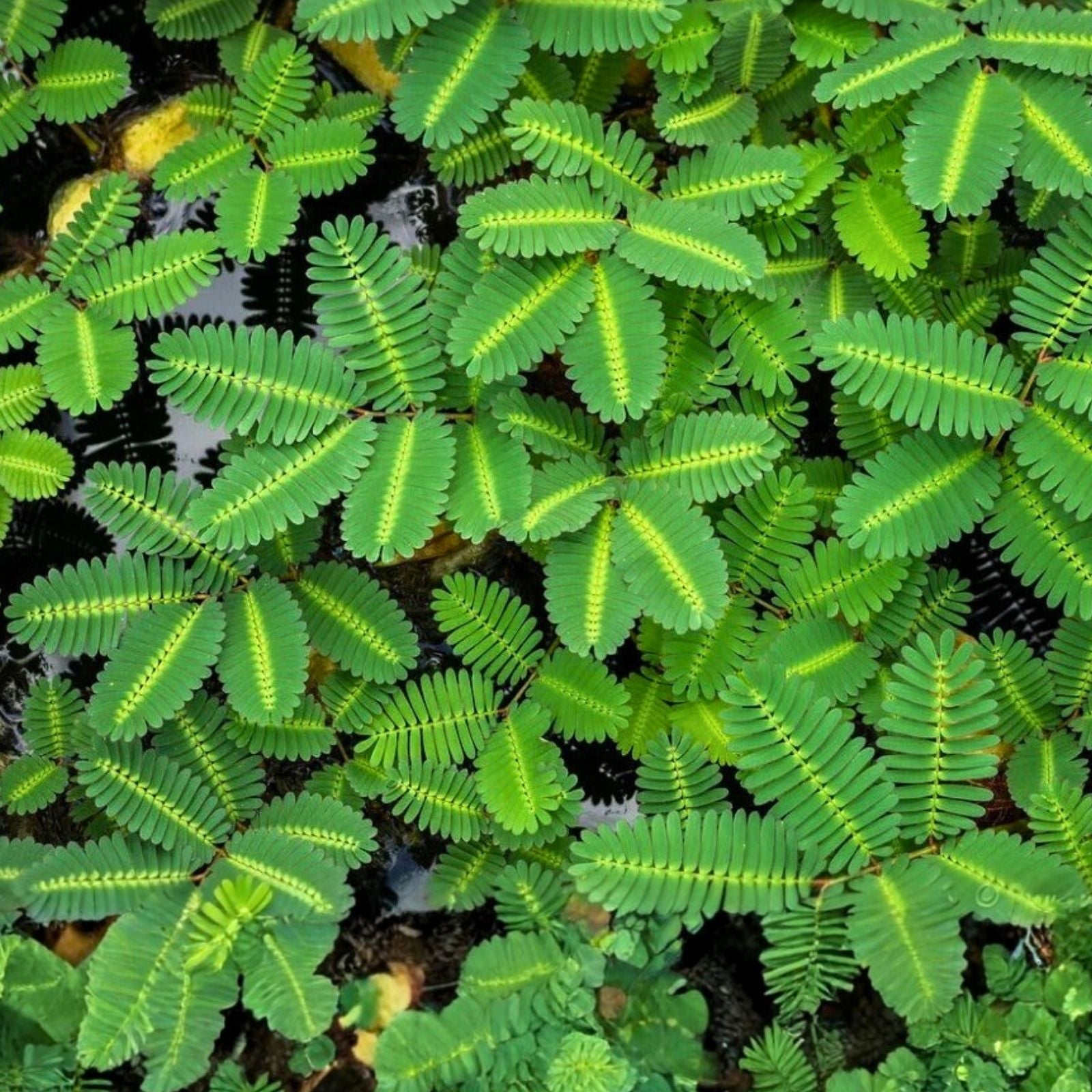 Water Mimosa Plant Neptunia oleracea Live Aquarium Plant Tropical Freshwater Easy Care Marginal Surface Plant