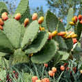 Coastal Prickly Pear Succulent 2 Pads, Drought-Tolerant Cactus, Opuntia Littoralis, Indoor Garden, Desert Decor, Easy to Grow