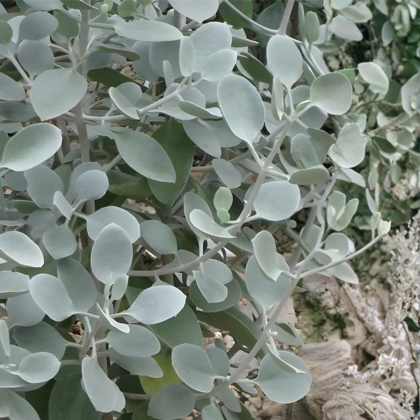 Kalanchoe hildebrandtii Cutting Silver Teaspoons Succulent Indoor Plant 5" Low Maintenance Greenery Bracteata