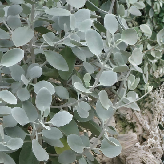 Kalanchoe hildebrandtii Cutting Silver Teaspoons Succulent Indoor Plant 5" Low Maintenance Greenery Bracteata