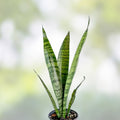 Sansevieria Trifasciata Lancia Cuttings Rare Snake Plant Indoor Houseplant Succulent Starter Plant