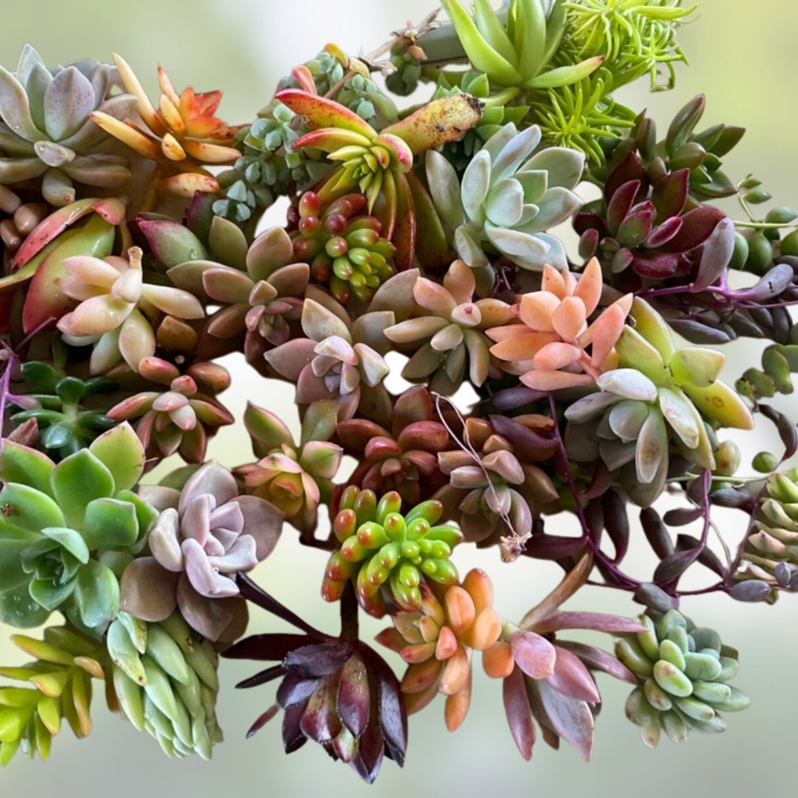 Assorted Succulent Cuttings Set 12 or 22 Varieties Live Plants for DIY Arrangements Home Decor Gifts Echeveria Sedum Aloe