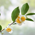 Tea Tree Seeds - 12 Camellia Sinensis Herb Seeds for Tea Planting and Gardening