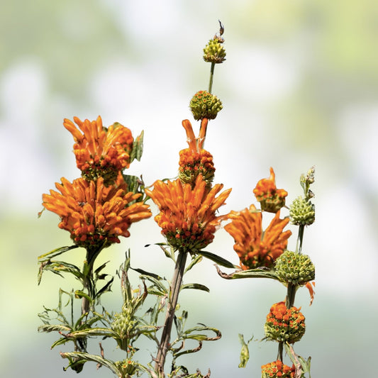 Klip Dagga Seeds 20 Pack Leonotis Nepetifolia Orange Flower Live Plant Garden Herb Ornamental Easy to Grow