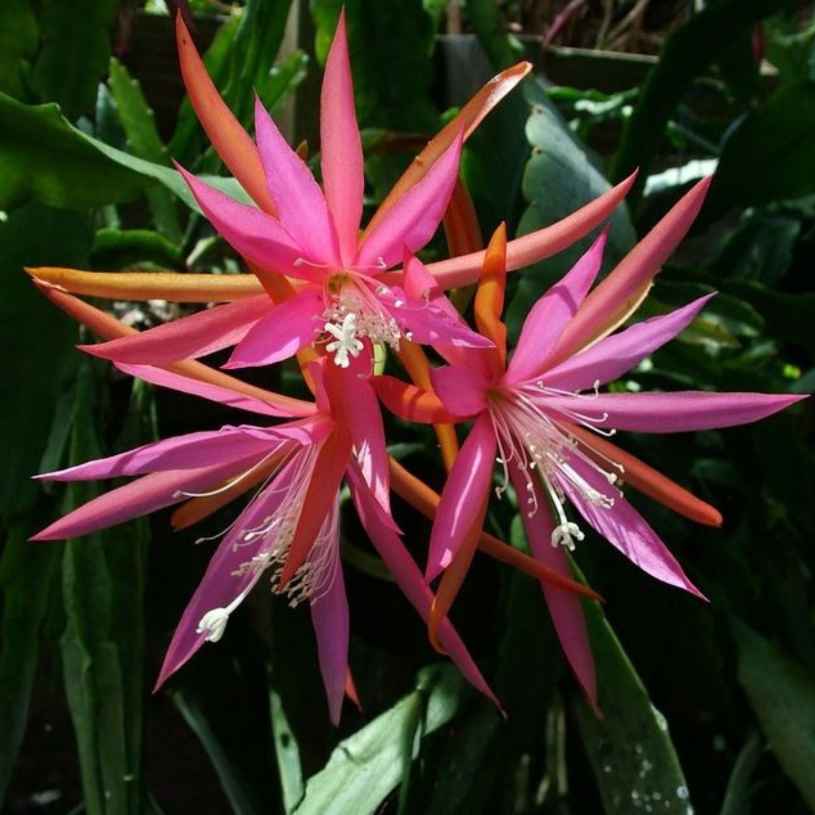 Epiphyllum Cuttings 8-10in Elmira Paetz Succulent Houseplant Live Starter Plant with Small Flowers