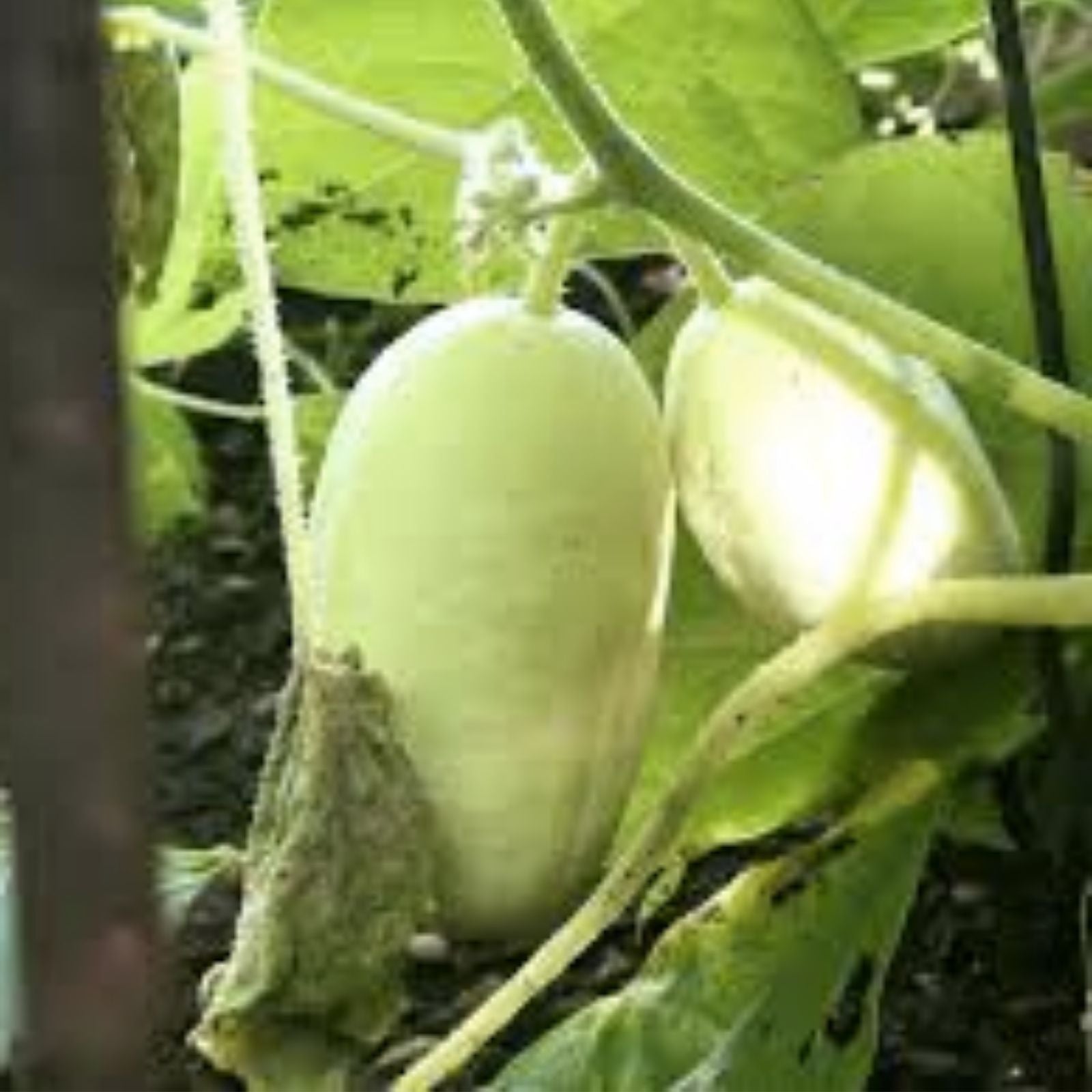 Dragon Eggs Seeds 30 Count – White Cucumbers Cucumis sativus Unique Home Gardening Variety