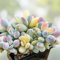Cotyledon Orbiculata Succulent Cuttings – Live Indoor Garden Plants, Houseplants, Starter Plants, Easy Care Succulents