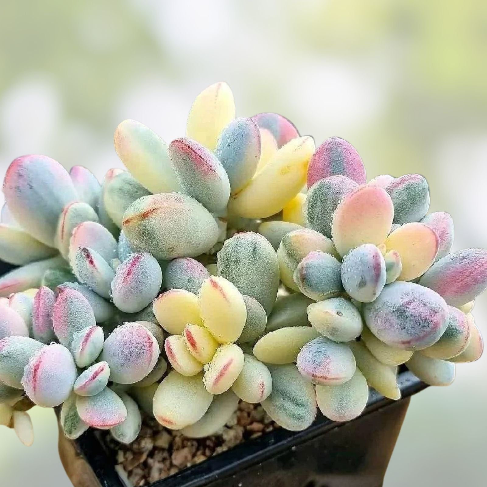 Cotyledon Orbiculata Succulent Cuttings – Live Indoor Garden Plants, Houseplants, Starter Plants, Easy Care Succulents