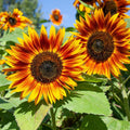 Velvet Queen Sunflower Seeds 50 Organic Helianthus annuus Garden Seeds, USA Grown, Live Plant, Cutting, Bare Root, Starter Plant