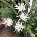 Epiphyllum Hookeri Strictum Orchid Cactus Cutting 8" Live Succulent Plant Houseplant Bare Root Starter