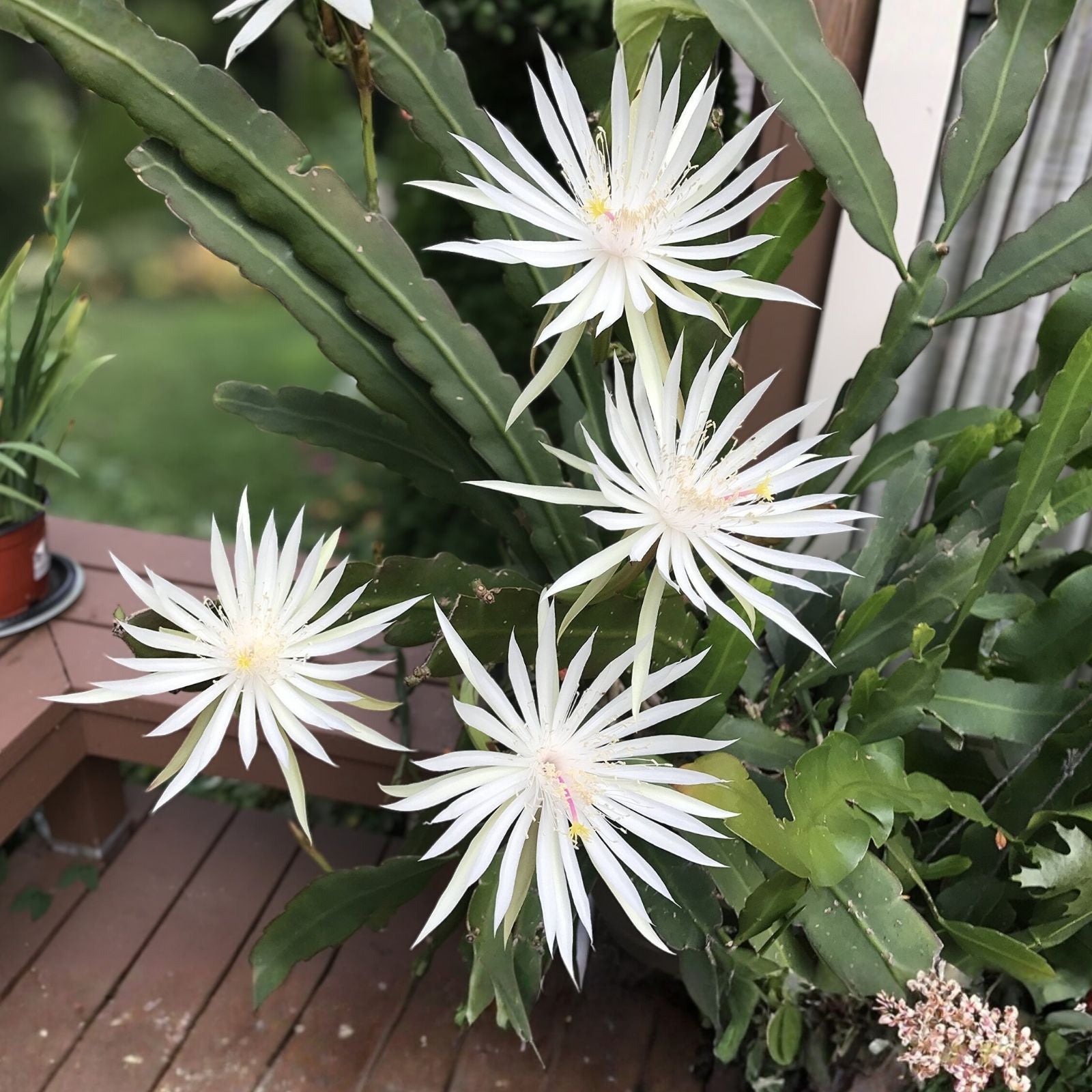 Epiphyllum Hookeri Strictum Orchid Cactus Cutting 8" Live Succulent Plant Houseplant Bare Root Starter