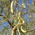 Velvet Mesquite Seed Pods 10 Drought Tolerant Legume Seeds Prosopis velutina for Xeriscaping Landscaping
