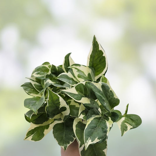 Jesus Plant Cutting Epipremnum aureum Indoor Houseplant Live Greenery Starter Plant