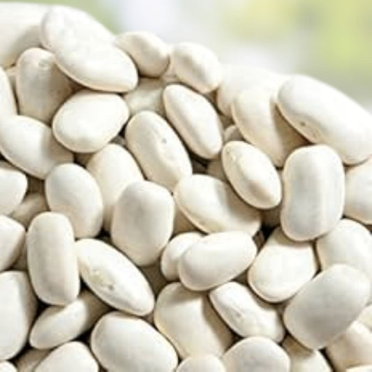 Navy Bean Seeds 30 Count Organic White Kidney Beans Phaseolus vulgaris Vegetable Seeds for Planting or Growing