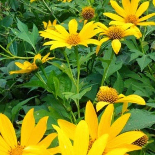 Organic Mexican Sunflower Tithonia diversifolia Live Plant Cuttings Perennial Starter Houseplant USA Grown Non-GMO