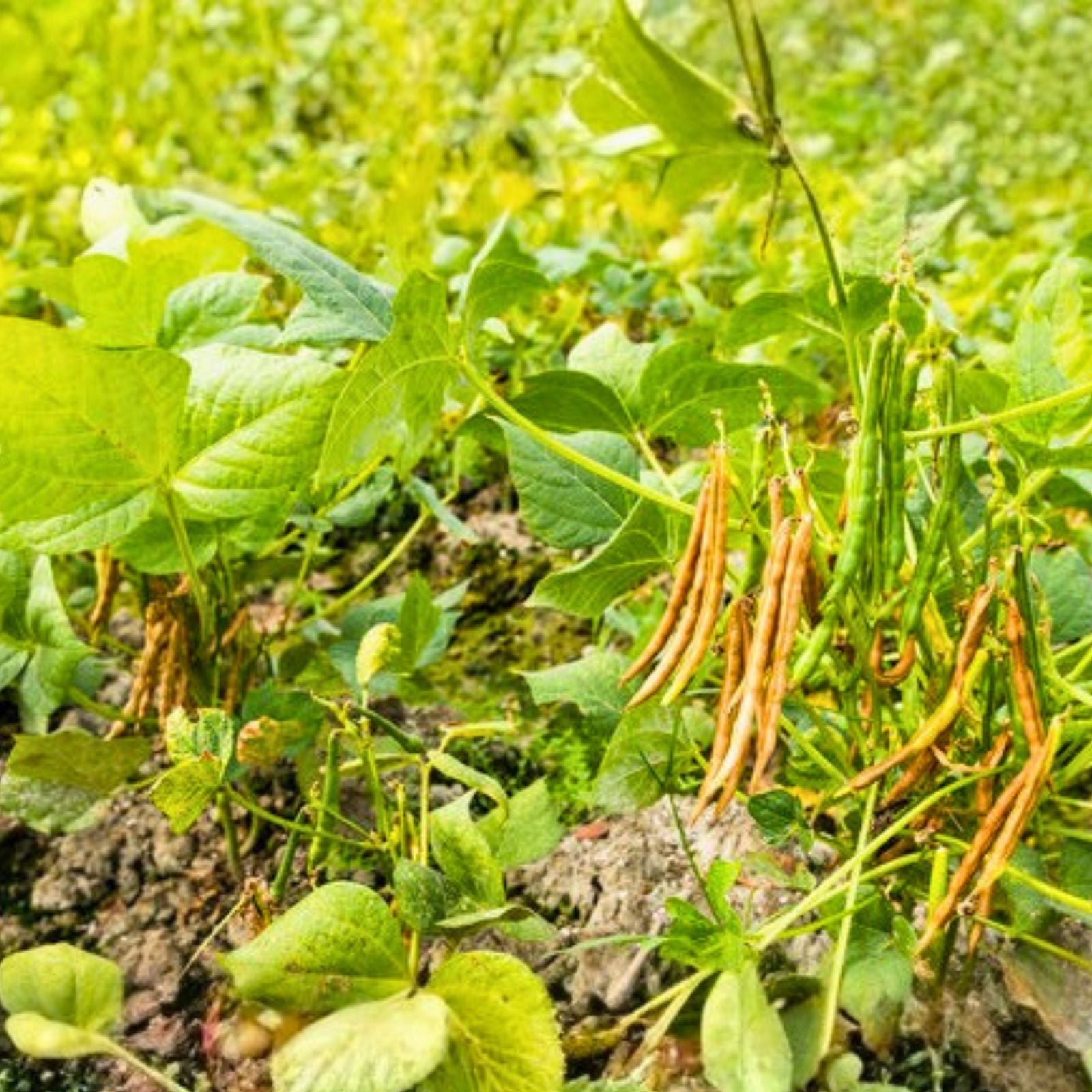Adzuki Bean Seeds Non-GMO Organic Microgreens Vigna angularis Edible Sprouting Seeds Gardening Starter Plant