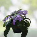 African Violet Leaf Cutting Saintpaulia ionantha Ian Minuet Light Pink Double Blooms Houseplant Propagation