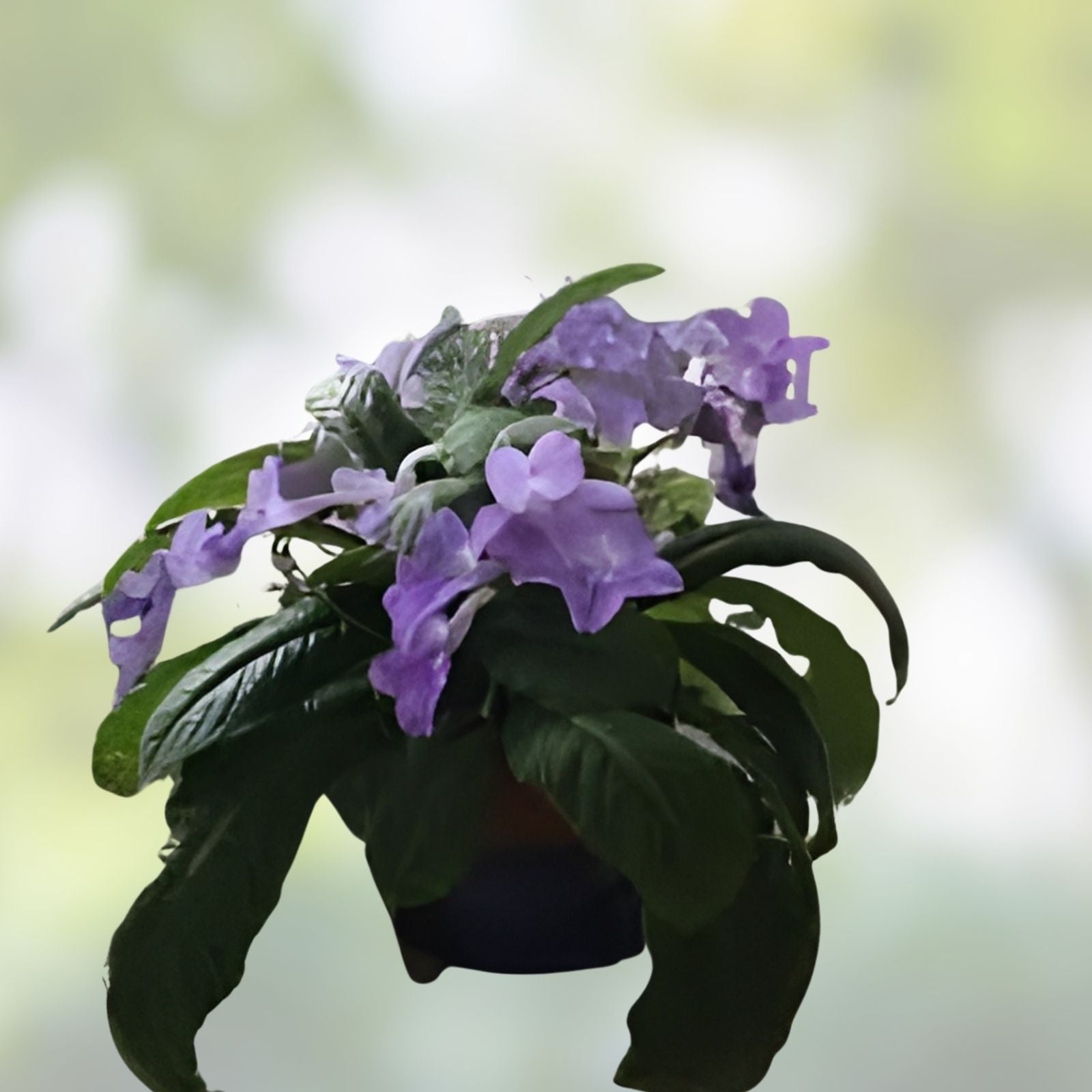 African Violet Leaf Cutting Saintpaulia ionantha Ian Minuet Light Pink Double Blooms Houseplant Propagation