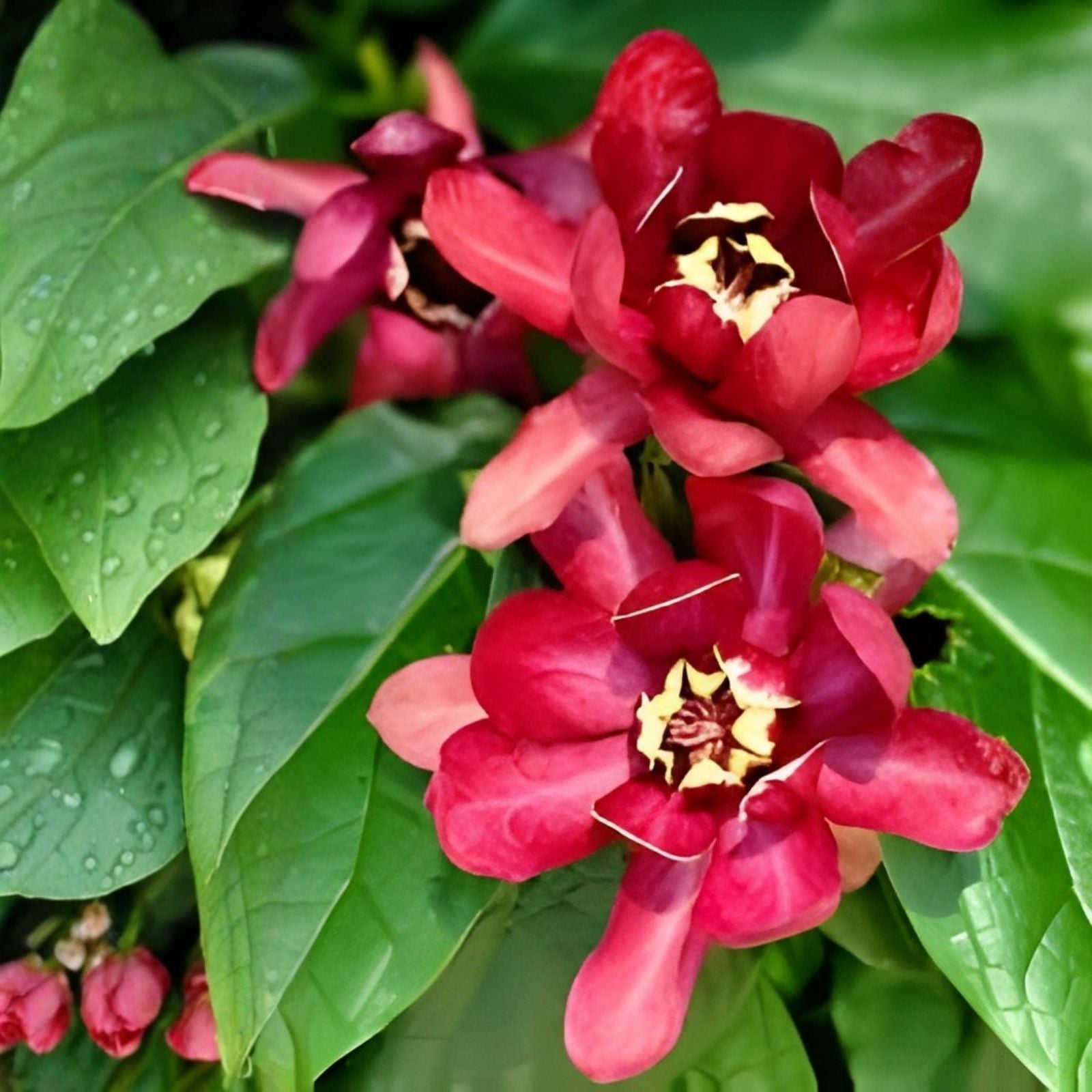 Carolina Allspice Seeds, Calycanthus floridus, Sweetshrub, Fragrant Ornamental Shrub, Live Plant, Bare Root, Starter Plant