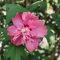 Hibiscus Cuttings 10 Assorted Colors Hardy Hibiscus Syracus Unrooted Plant Propagation