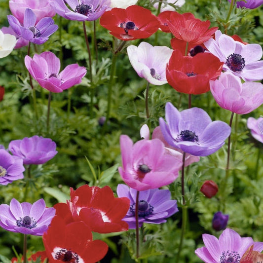 Anemone de Caen Flower Bulbs 25 Pack Mixed Colors – Anemone coronaria Garden Bulbs for Spring Blooming