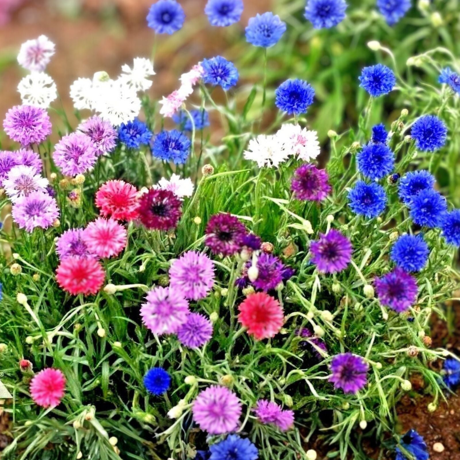 Dwarf Polka Dot Mix Seeds 50 Bright Colorful Bachelor Button Flowers Centaurea cyanus Garden Flower Seeds