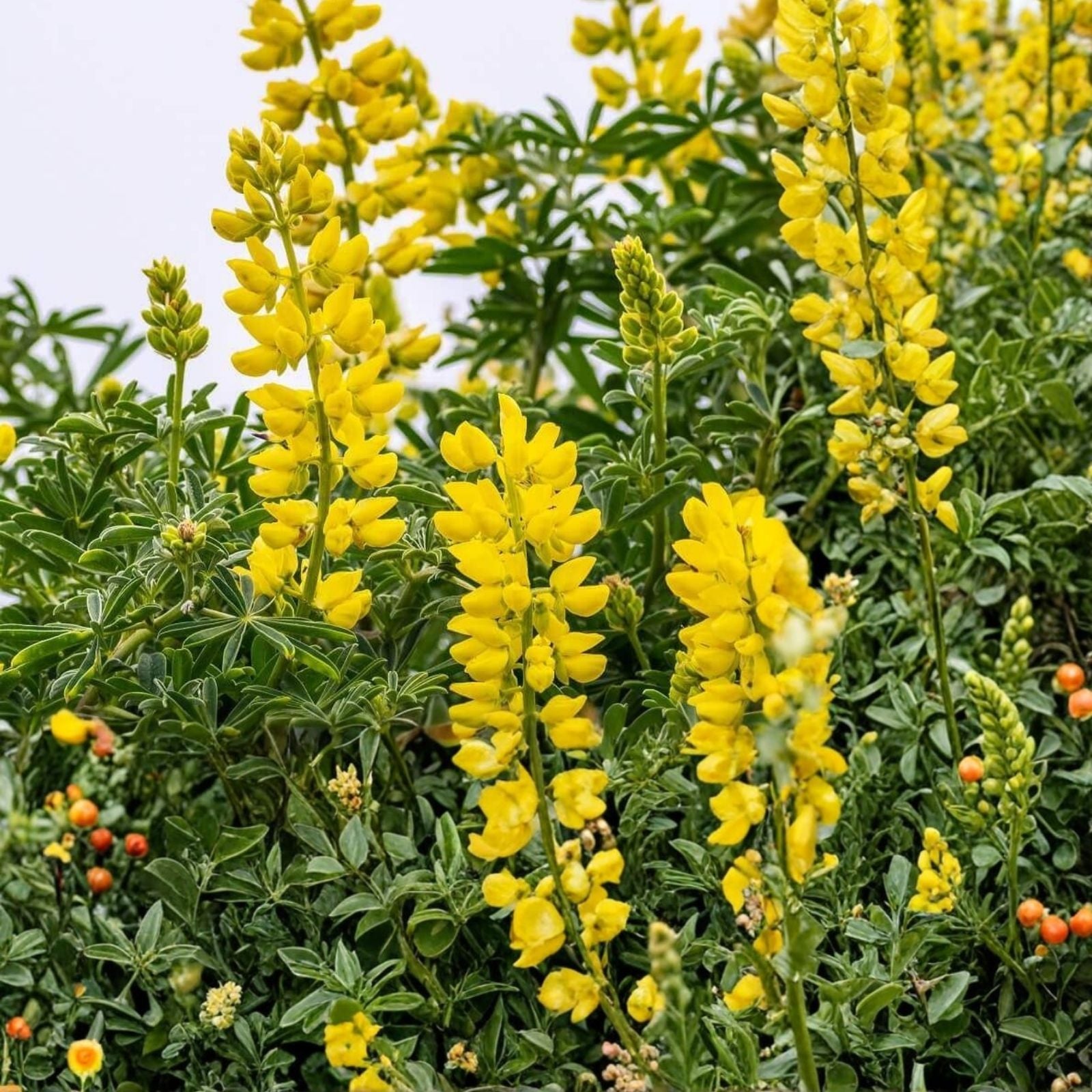 Heirloom Pea Seeds Thomas Laxton Variety, Live Plant or Seed, Salad and Cooking, Pisum sativum, Organic, Garden Starter