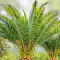 Canary Island Date Palm Phoenix Canariensis Live Plant 1 Year 13-15" Tall Pineapple Palm Pair