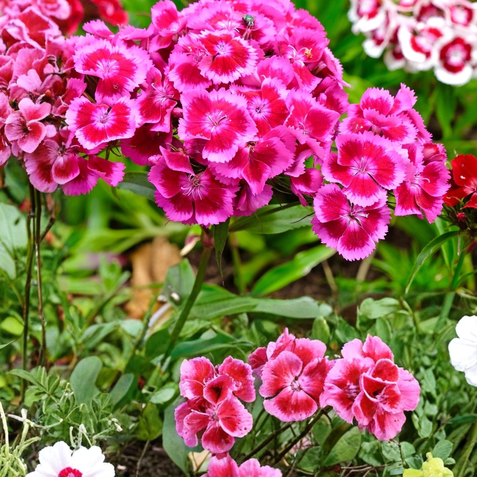 Candytuft Seeds Dwarf Fairy Mix 1000 Pink Lavender White Flowers Iberis umbellata Live Plant Cutting Bare Root Starter Plant