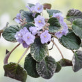 African Violet Leaf Cuttings 10 Varieties, Variegated Saintpaulia, Houseplant Starter, Live Plant, Indoor Plant, Flowering Plant